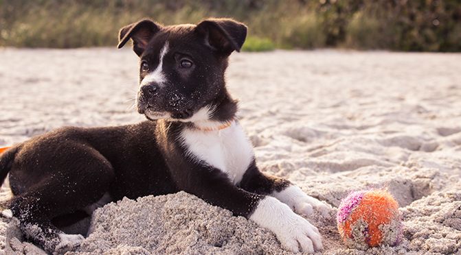 Welpen – die verrückten 5 Minuten beim Hund