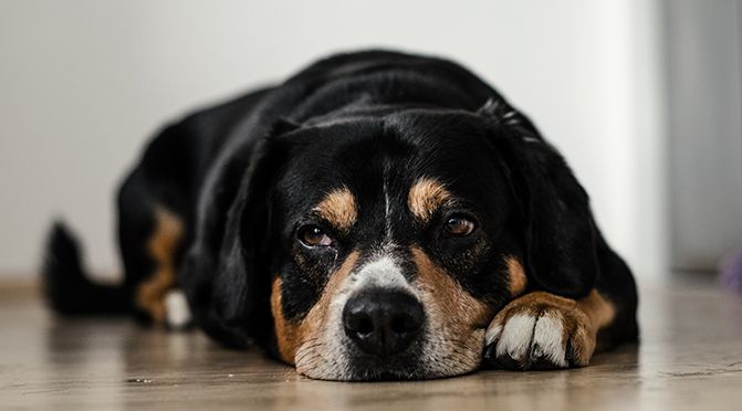 BGH urteilt bezüglich Tierhaltung in Wohnung