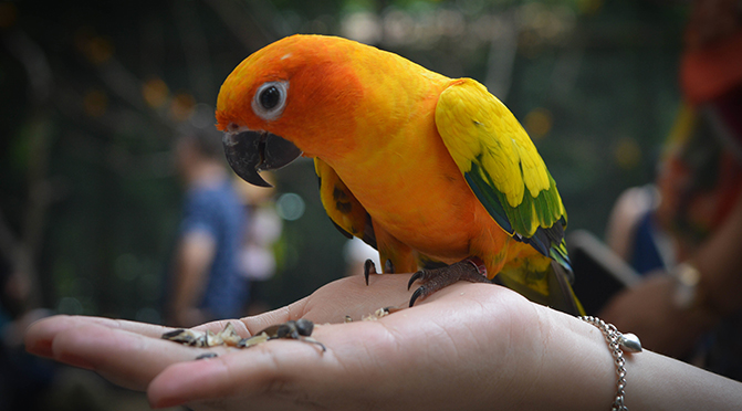 Papageienhaltung – Einzeln oder zusammen?