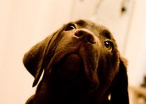Verhaltenstherapie für Hunde mit Erfolg in München