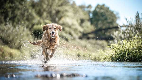 Hund rennt durch einen Bach