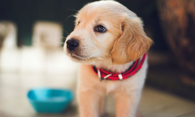 Schluckauf beim Welpen, Labrador-Welpe