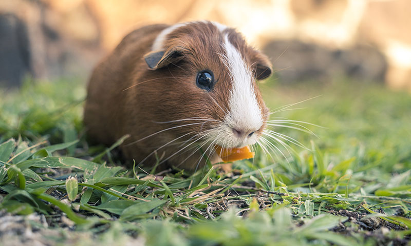 Zahnerkrankungen und Zahnfehlstellungen bei Kaninchen und Meerschweinchen